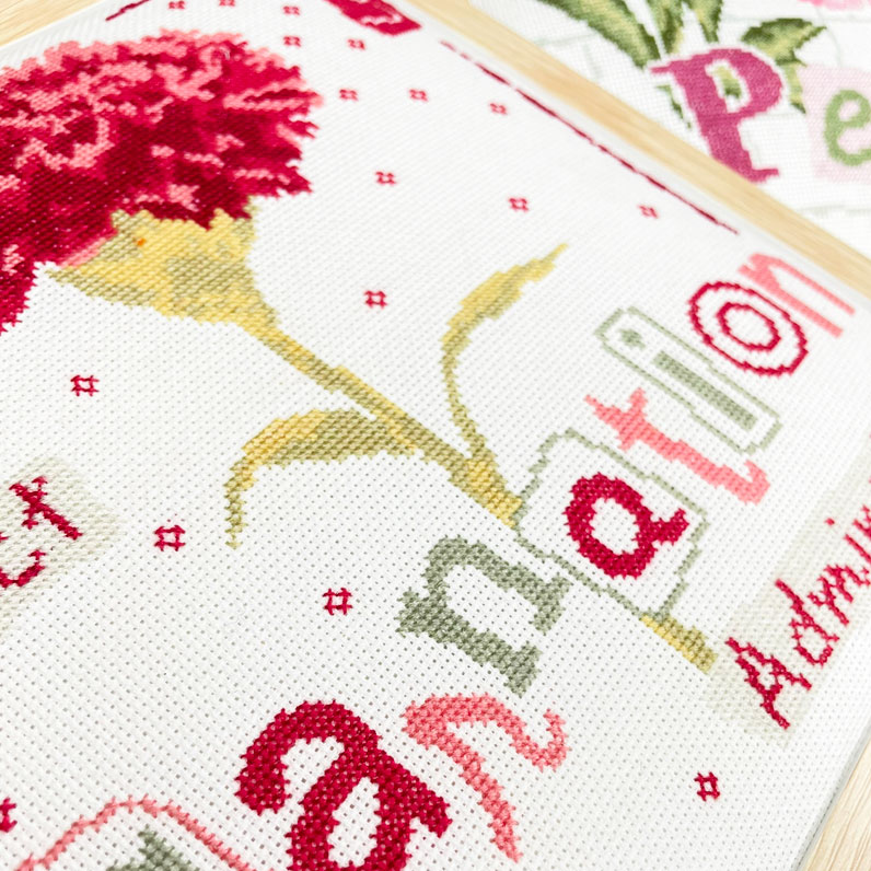 Carnation – Image 4