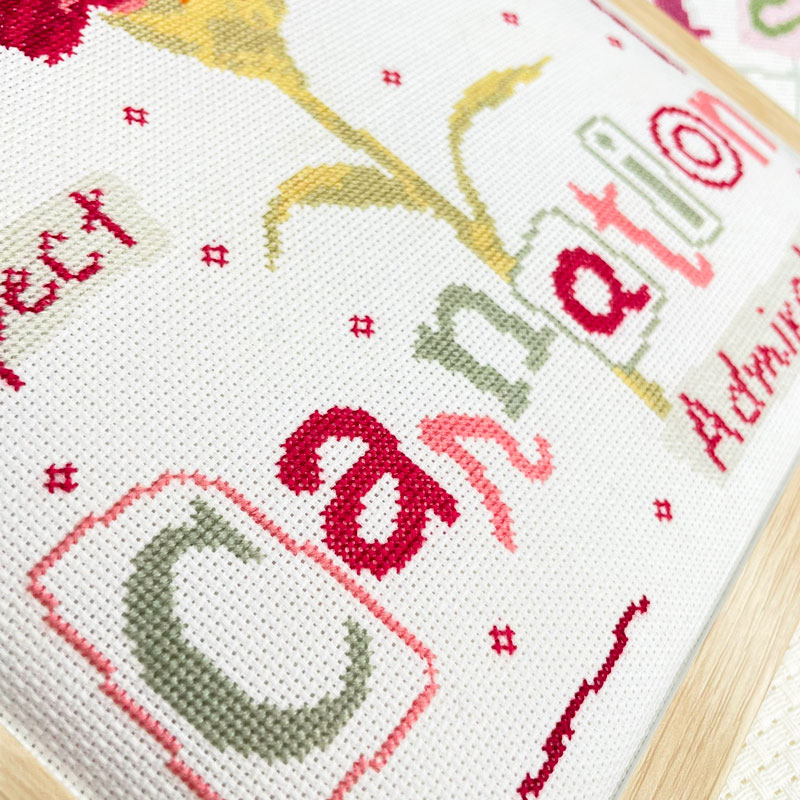 Carnation – Image 3