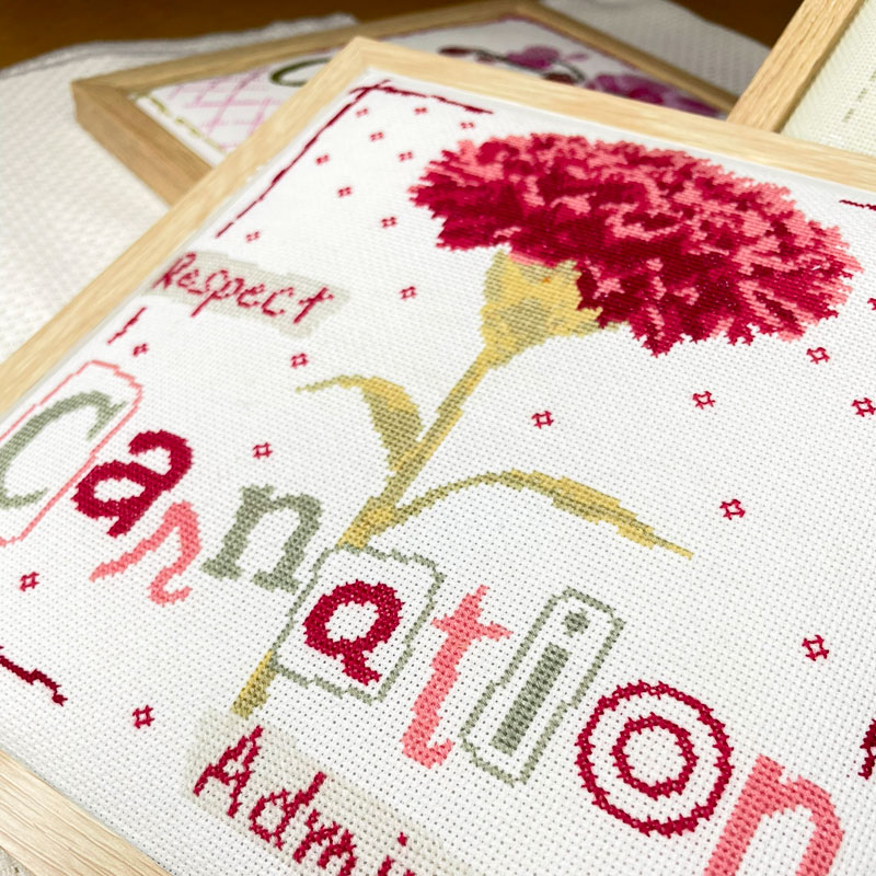 Carnation – Image 2